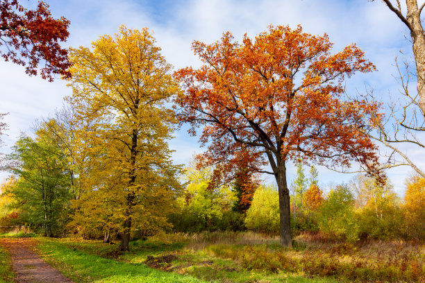 秋天的巴波洛夫斯基公园，普希金(Tsarskoe Selo)，圣彼得堡，俄罗斯图片下载