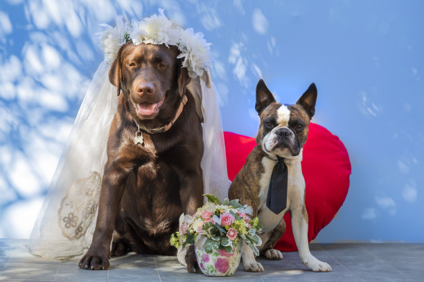 婚礼摄影，新娘拉布拉多，新郎波士顿梗，狗作为人，漫画照片图片下载