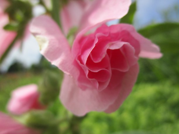 2017年夏天，伊丽莎白女王公园玫瑰园的甜美娇艳粉色皇家博尼卡玫瑰图片下载