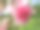2017年夏天，伊丽莎白女王公园玫瑰园的甜美娇艳粉色皇家博尼卡玫瑰图片下载