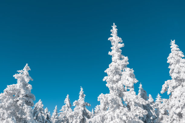 白色的树图片下载