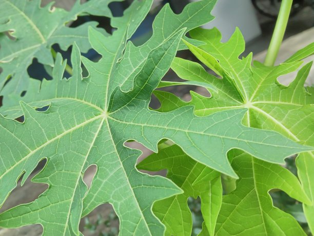 绿色的木瓜叶通常种植在家庭花园图片下载