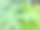 绿色的木瓜叶通常种植在家庭花园图片下载