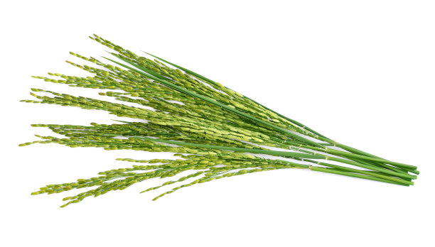 绿色水稻孤立在白色的背景图片下载