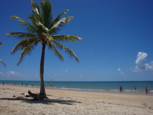 棕榈树图片下载