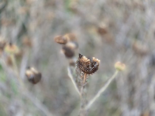 野蓟的俗名来自意大利蓟图片下载