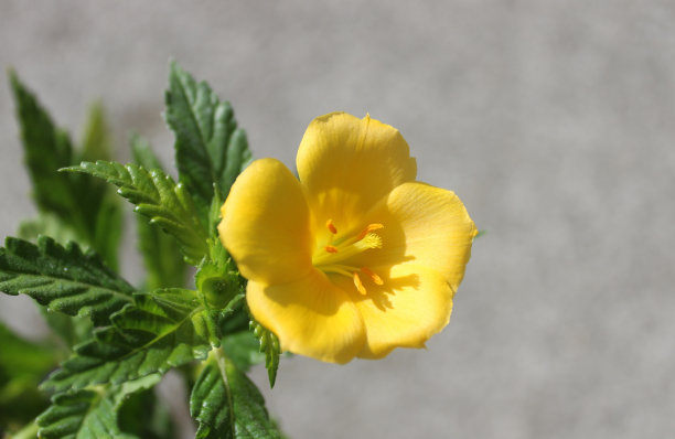 在花园里开花的达米安娜图片下载