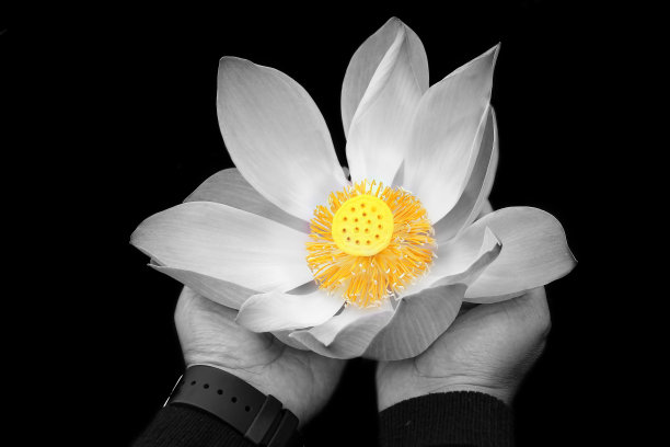 黑色背景上手持白色神圣莲花。图片下载