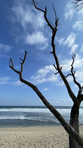 热带海滩背景的死树图片下载