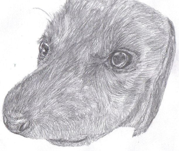 猎犬插图图片下载