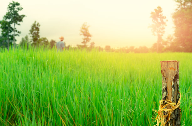 选择性聚焦木杆模糊农民和绿色稻田。水稻农业领域。农业土地。农场土地。水稻种植。有机大米的农场。国家的观点。碳信用的概念。农村地区。图片下载