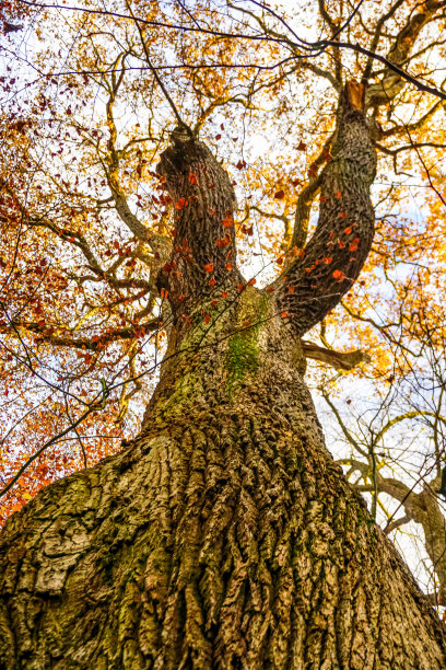 秋天的树梢。图片下载