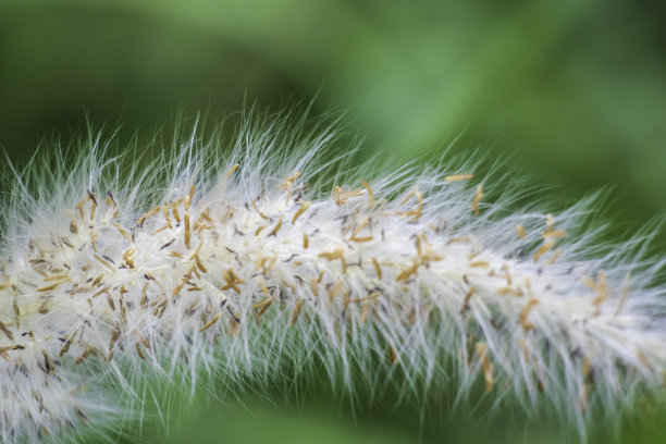 野草花图片下载