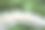 野草花图片下载