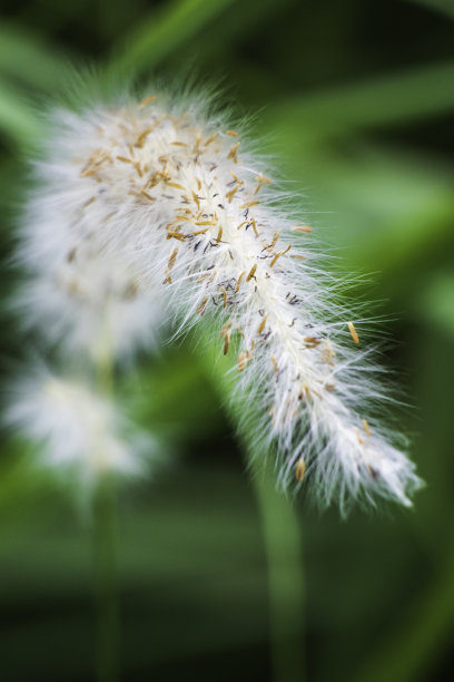 野草花图片下载