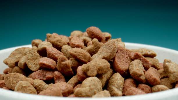 MACRO:在蓝色盘子里的宠物食品图片下载