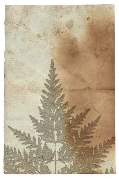 老式粗糙纸与植物浮雕纹理隔离图片下载