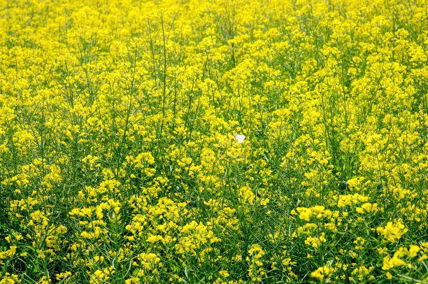 油菜籽花图片下载