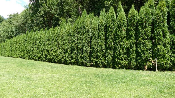 公园的小路图片下载