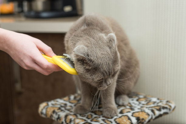 一位兽医正在清洗一只苏格兰猫的皮毛图片下载
