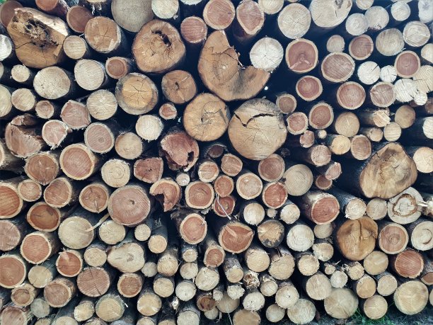 一堆树干或圆木图片下载