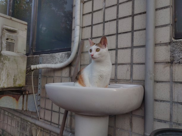 猫坐在水槽里图片下载