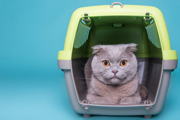 灰色的猫在蓝色背景的手提箱。苏格兰折耳猫的猫。图片下载