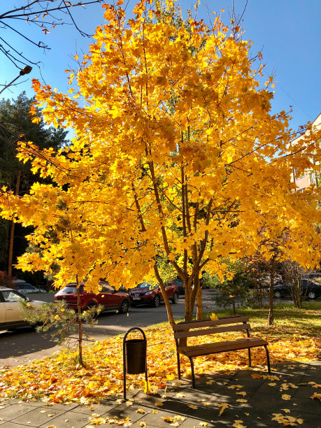 秋日阳光明媚，枫叶黄澄澄的图片下载