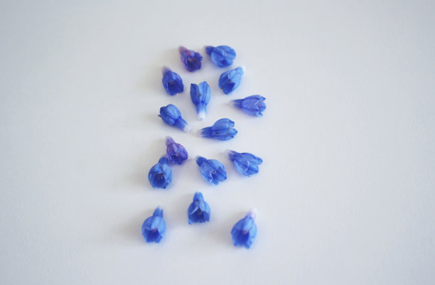 白色背景上的蓝色小花图片下载