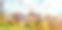 油画风景画，色彩斑斓的树木以教堂为背景。室外景观图片下载