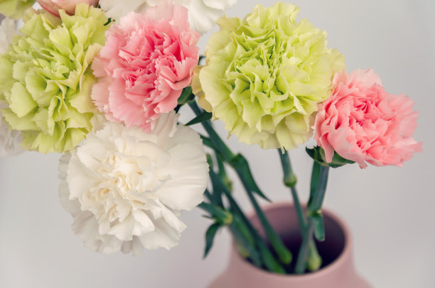 近距离照片的粉红色，淡绿色和白色康乃馨花束孤立在浅灰色的背景图片下载