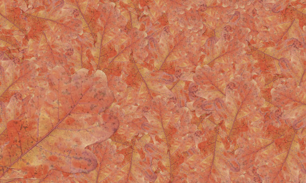 橙色背景-秋叶散落-秋天图片下载