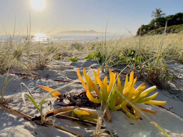 沙丘上的太阳图片下载