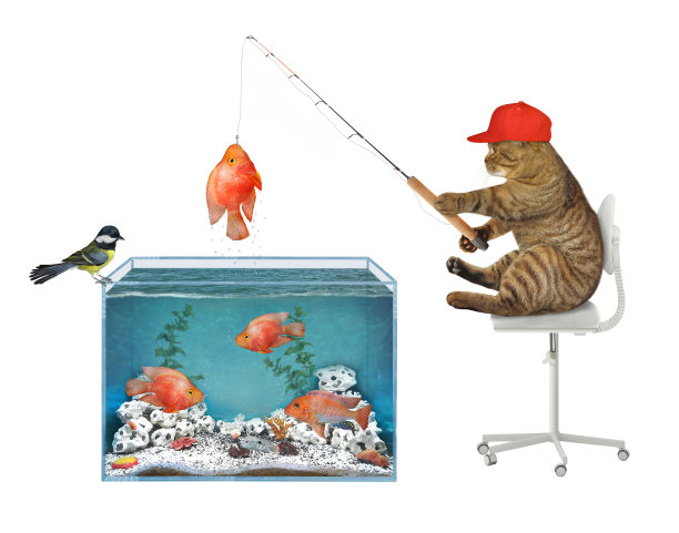在方形水族馆里钓鱼图片下载