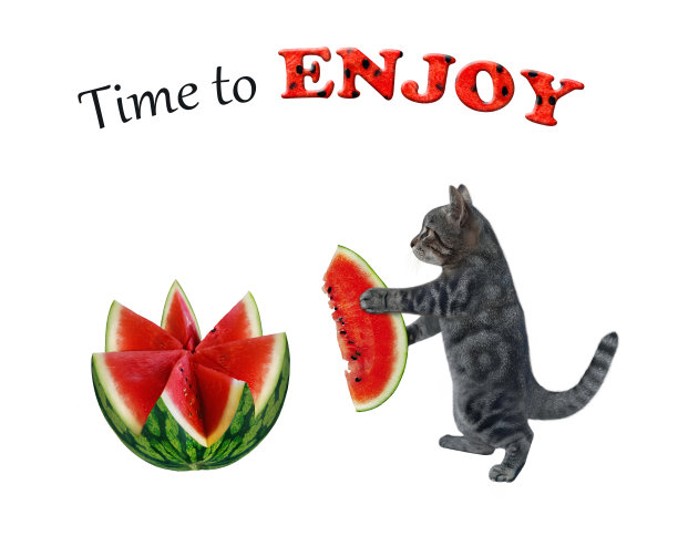 猫灰站在切西瓜附近图片下载