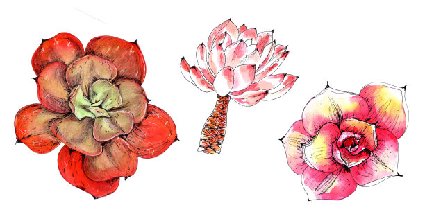 一套粉红色仙人掌，多汁。水彩手绘插图，孤立，白色背景，素描风格图片下载