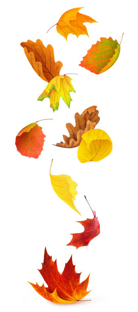落叶的各种树木孤立在白色的背景图片下载