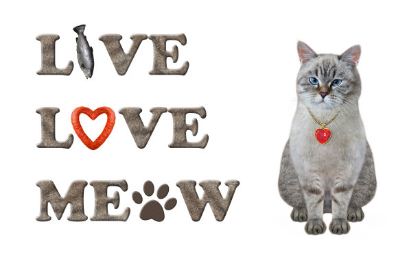 猫灰坐在旁边写字图片下载