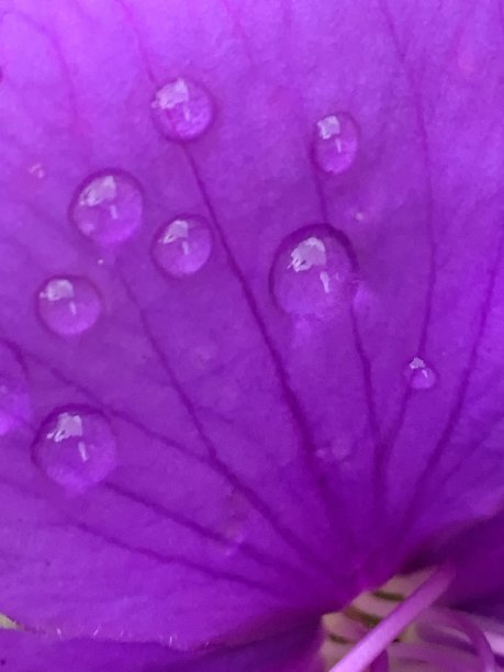 紫花图库照片图片下载