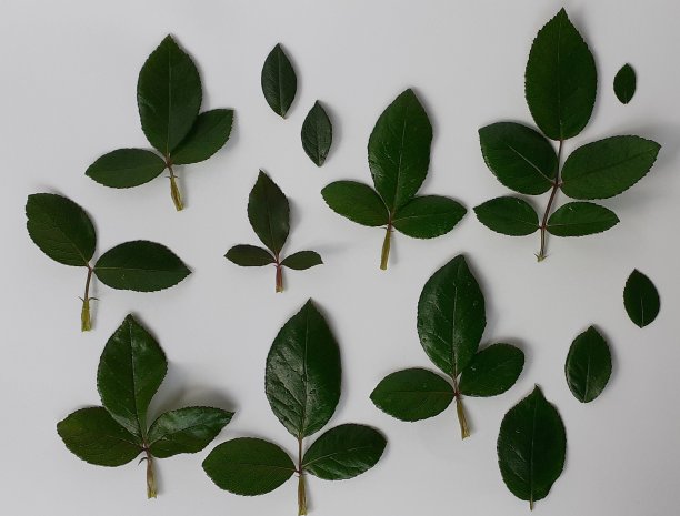 绿叶股票照片图片下载