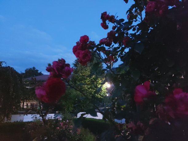 《夜之玫瑰》图片下载