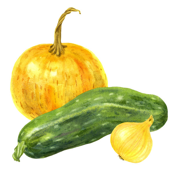 一套三水彩花园蔬菜南瓜，西葫芦和洋葱在白色的背景图片下载