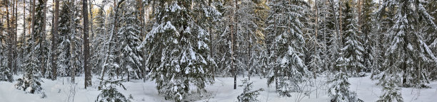 雪景中的冬季冷杉林图片下载