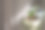 窗台上的盆栽柠檬在美丽的阳光下，幼芽近距离发芽图片下载