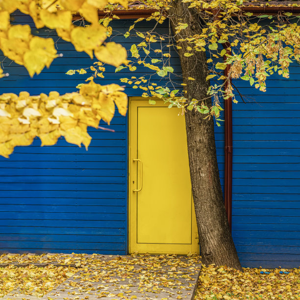 鲜艳的墙与明黄色的门，树，落叶。落叶,秋天图片下载