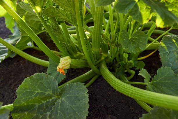 西葫芦。农场里有花和水果的西葫芦。灌木上生长的绿色蔬菜骨髓。绿皮南瓜花。蔬菜床上西葫芦灌木的绿色茎。园艺主题;农业;一个丰收;有机产品。水平的照片。图片下载