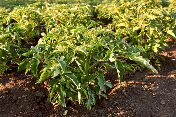 年轻的番茄植物。春天，一排排的西红柿幼苗在花园里生长。阳光明媚的一天，菜园里的小番茄丛。主题园艺、农耕、丰收、有机产品。水平的照片。图片下载