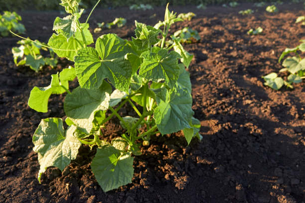 在春天，一排排的黄瓜幼苗在花园里生长。黄瓜的栽培阳光明媚的一天，蔬菜畦上的黄瓜苗。主题园艺、农耕、丰收、有机产品。水平的照片。图片下载