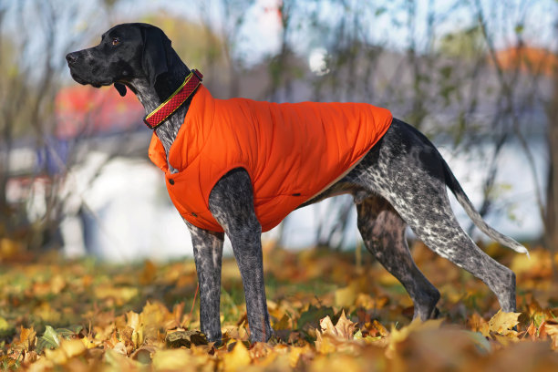 严肃的黑白相间的灰狗在户外摆造型，戴着红色的项圈，穿着橙色的夹克，站在秋天飘落的黄色枫叶上图片下载
