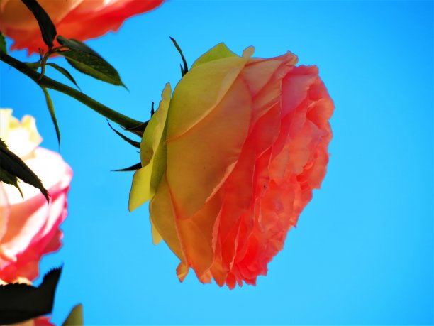 美丽的玫瑰花朵。图片下载